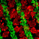 Growing liver cells and connective tissue under a fluorescence microscope. Credit: Stevens, et al. Science Translational Medicine